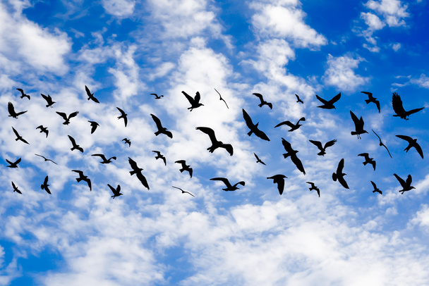 Aves voladoras sobre fondo cielo azul nublado
 - Foto, imagen