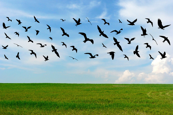 fliegende Vögel und Stadtbild auf grünen Wiesen und blauem bewölkten Himmel Hintergrund - Foto, Bild