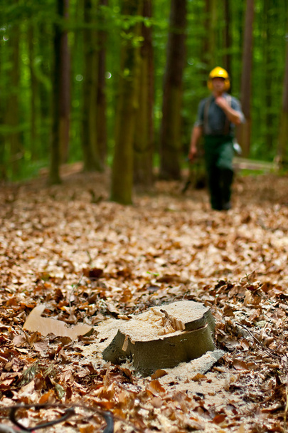 Дроворуб у лісі
 - Фото, зображення