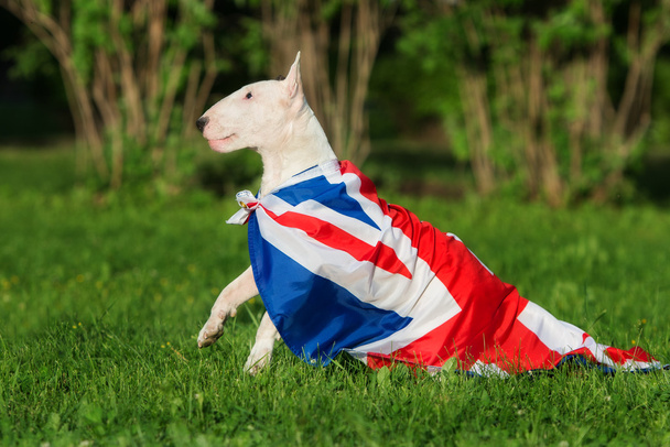 english bull terrier dog with a british flag - Φωτογραφία, εικόνα