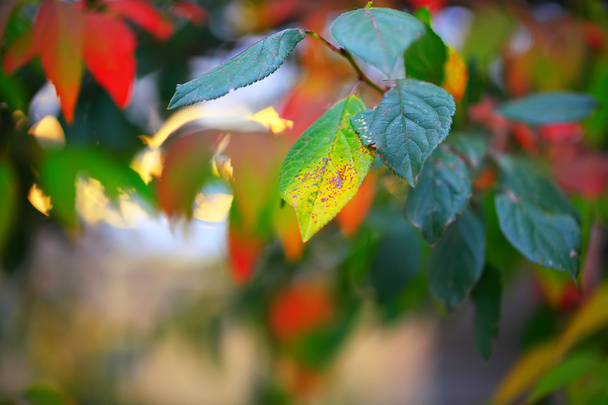 Defocused colored leaves on a bush - Foto, Bild