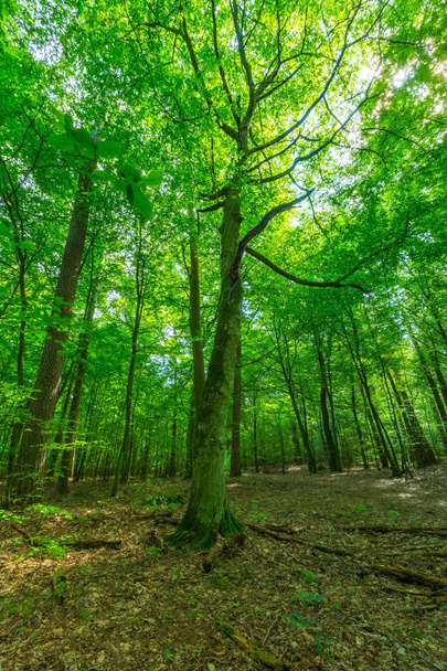 Floresta selvagem europeia verde no verão
. - Foto, Imagem