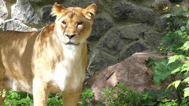 Graceful Lioness in Slow Motion. a Lioness Walks on the Ground. - Filmati, video
