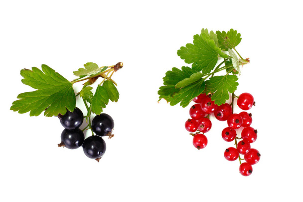 Red and Black Currants Isolated on White - Photo, Image