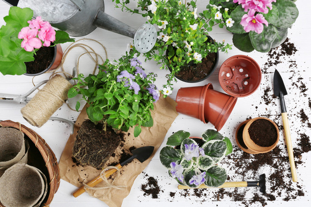 Gardening tools and flowers  - Valokuva, kuva