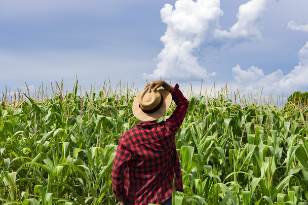 Agricultor con sombrero mirando el campo de la plantación de maíz
 - Foto, Imagen