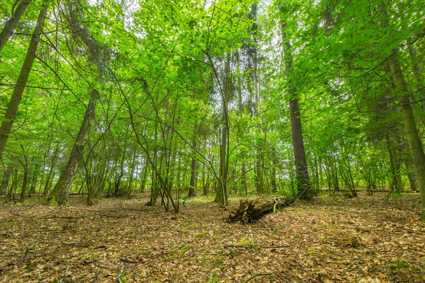 Yaz yeşil Avrupa vahşi ormanda. - Fotoğraf, Görsel