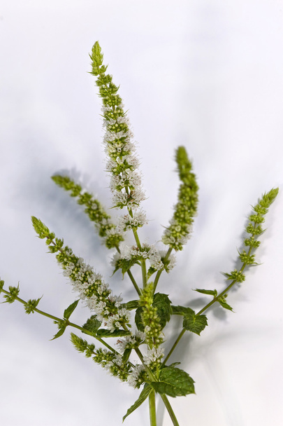 Close up of flowering mint - Φωτογραφία, εικόνα
