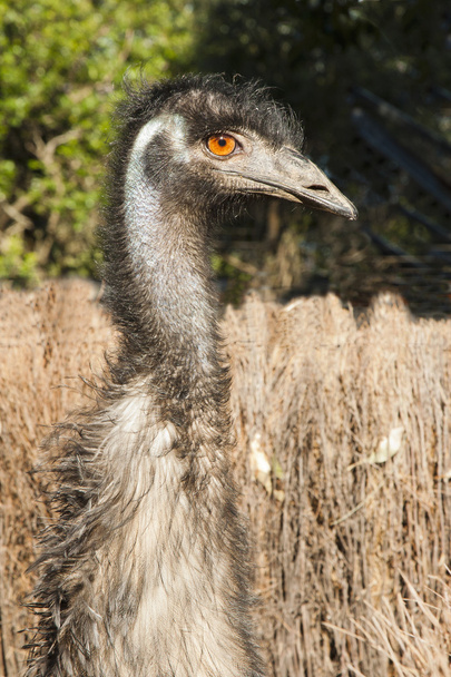 primer plano de un emú en la hierba larga
 - Foto, Imagen