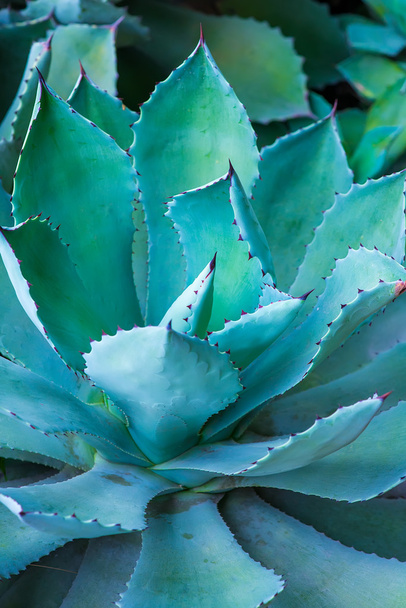 Sharp pointed agave plant leaves - 写真・画像