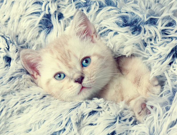 Kitten gluren uit onder de deken - Foto, afbeelding