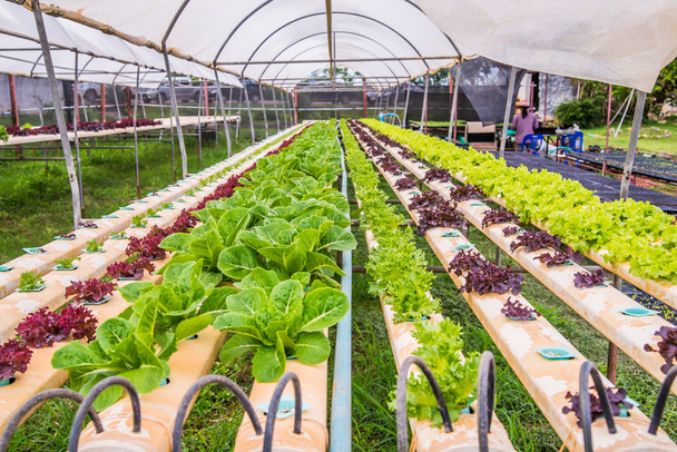 Organic hydroponic vegetable cultivation farm - Photo, Image