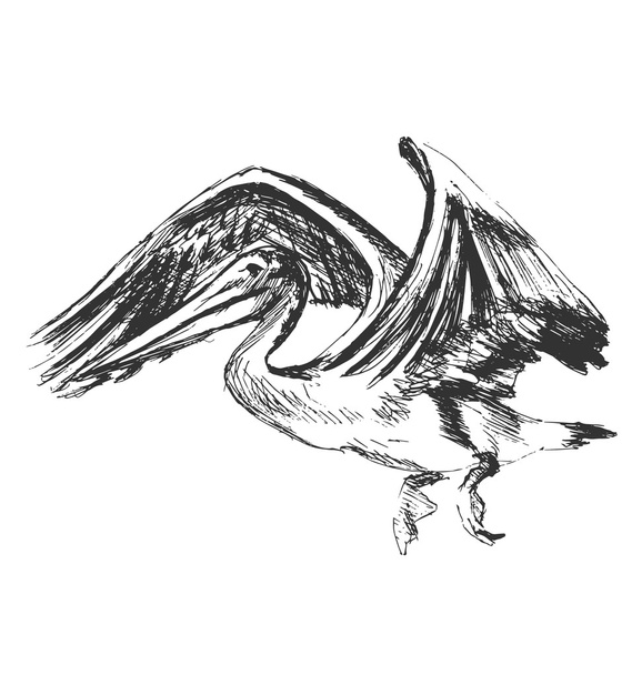 Hand sketch of a flying pelican - Vektori, kuva
