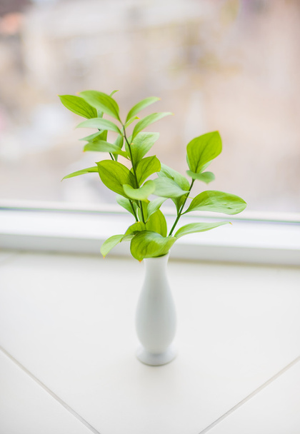 Indoor plant in a vase on the windowsill - Fotó, kép