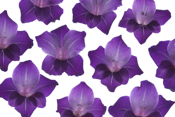 Gladiolus - Foto, Bild