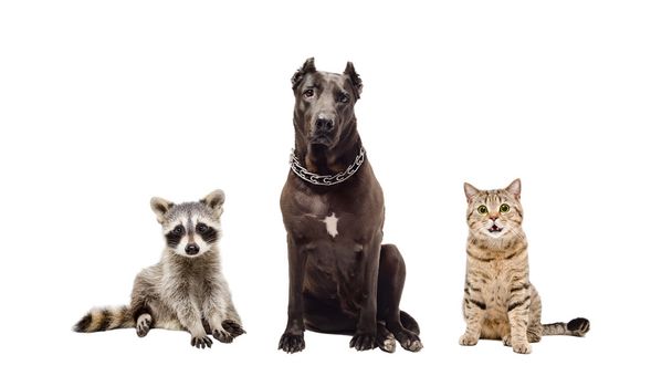 犬、猫、アライグマが一緒に座って - 写真・画像