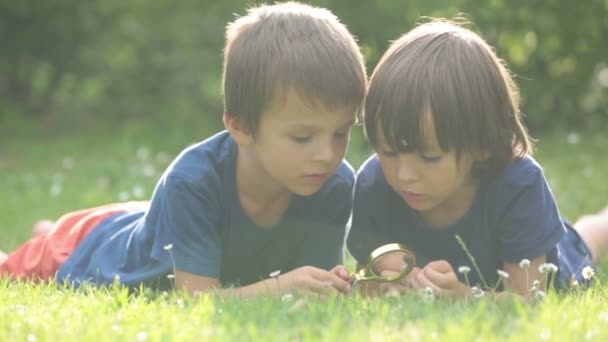Beautiful happy children, boy brothers, exploring nature with magnifying glass, summertime - Footage, Video