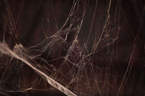 Textura assustadora da teia de aranha - Foto, Imagem