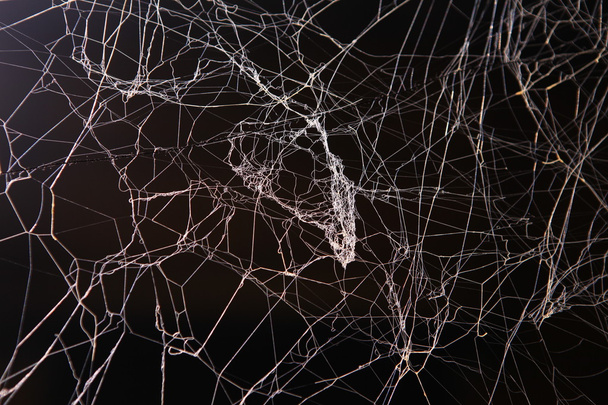 Scary Spider web Υφή - Φωτογραφία, εικόνα