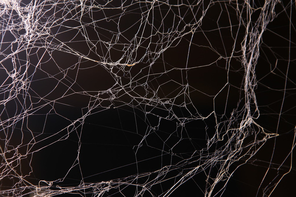 Scary Spider web Texture - Фото, изображение