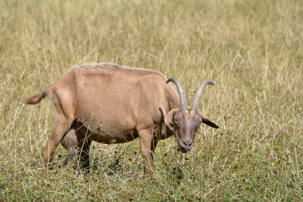 Kahverengi keçi ot - Fotoğraf, Görsel