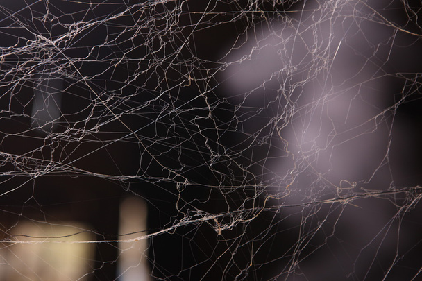 Gruselige Spinnennetztextur - Foto, Bild