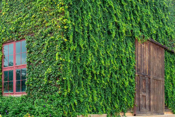 Stary drewniany dom, pokryte winoroślą zielony - Zdjęcie, obraz