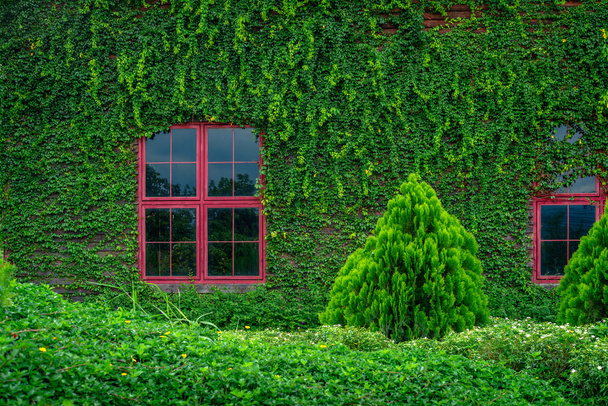 Червоні вікна на дерев'яній стіні вкриті лозами
 - Фото, зображення