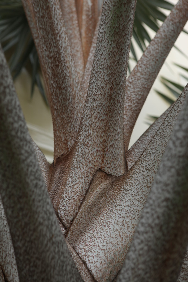 Дерево текстури Macro постріл
 - Фото, зображення