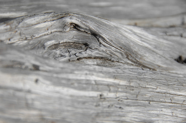 Макроснимок Tree Texture
 - Фото, изображение