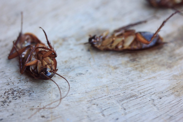 Martwe karaluch na drewniane - Zdjęcie, obraz
