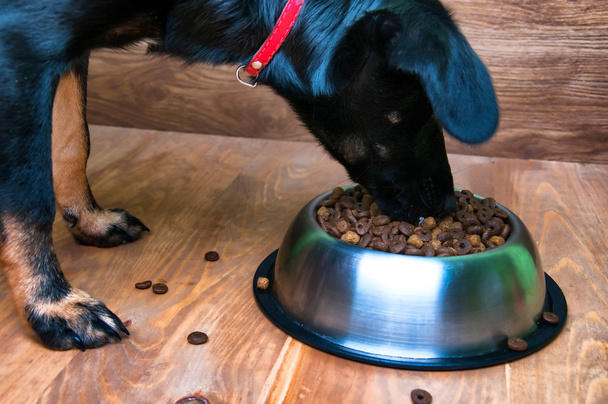 Il cane mangia il cibo da una boccia
 - Foto, immagini