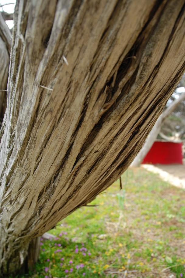 Puu rakenne Makro ammuttu
 - Valokuva, kuva