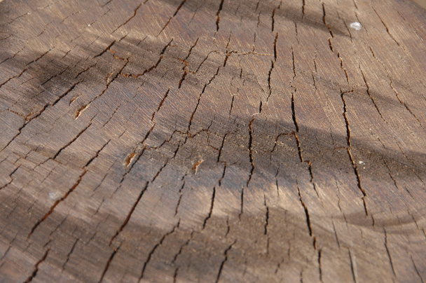 Tree Texture Macro shot - Photo, Image