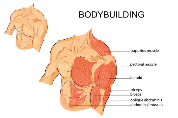 brazos masculinos hombros pecho y abdominales
 - Vector, imagen