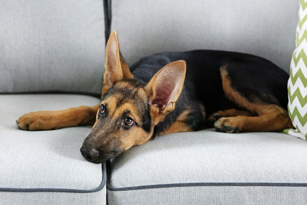 dog shepherd on couch - Φωτογραφία, εικόνα