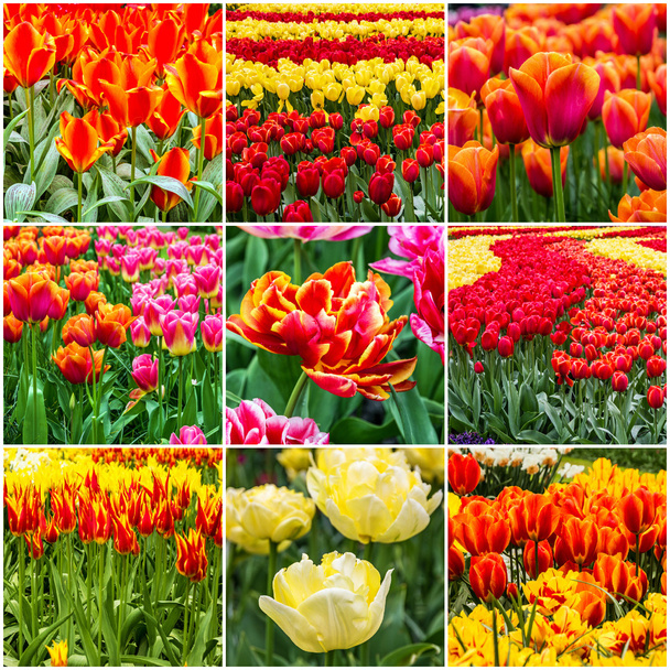 Collage de tulipes, Keukenhof flower park, Hollande, Pays-Bas
 - Photo, image
