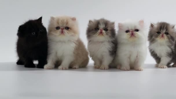 Skupina perská koťata kočky při pohledu zleva a zprava - Záběry, video