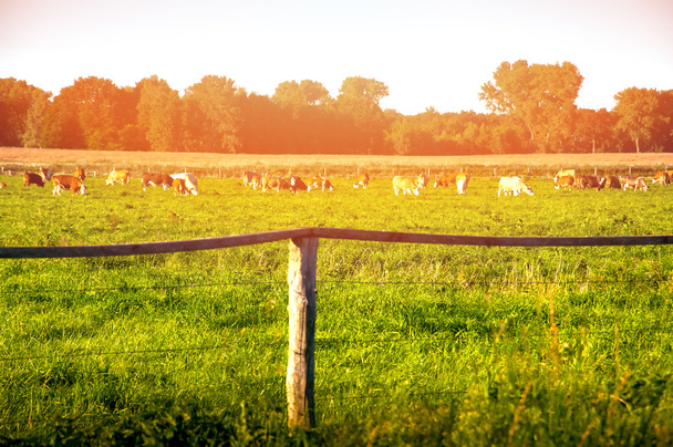Vaches broutant sur un beau pâturage vert - Photo, image