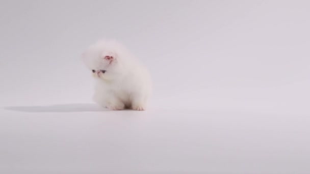 biały kotek Perski kot śpiący, ale ciekawy, stara się trzymać oczy otwarte i rozejrzeć - Materiał filmowy, wideo