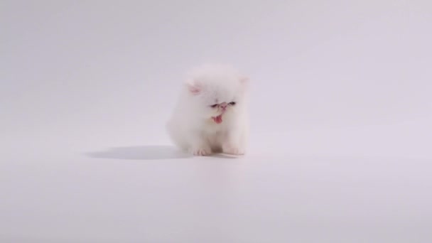 witte Perzische kitten kat geeuwen en zelfreinigend op witte achtergrond - Video