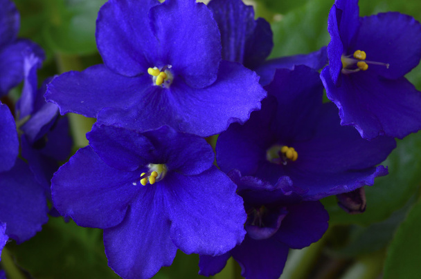 African violet in a pot - Photo, Image