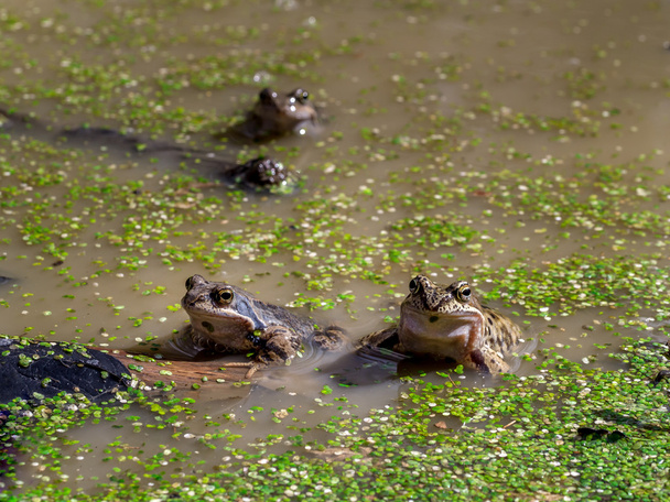Çiftleşme ortak kahverengi kurbağa - Fotoğraf, Görsel