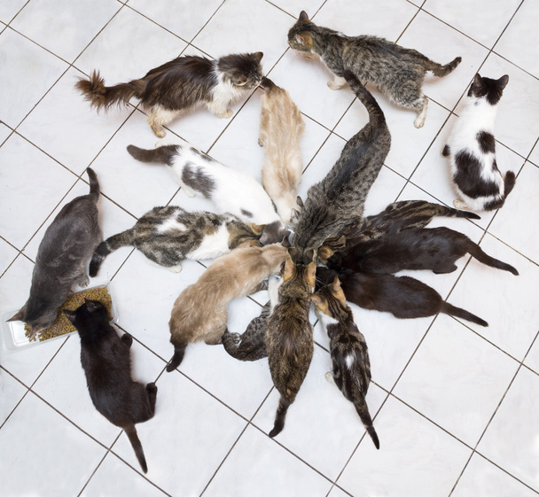 grupo de gatos comendo
 - Foto, Imagem