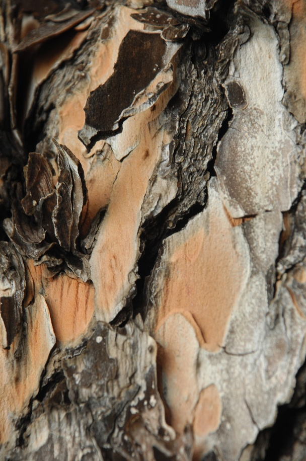 Tree Texture Macro shot - Photo, Image