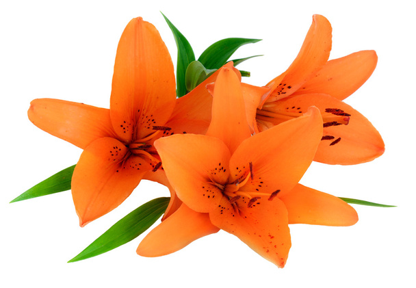 orange lily flower isolated on white background - Photo, Image