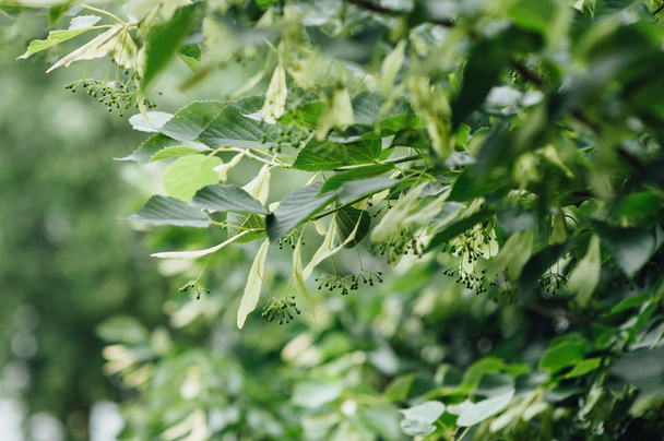 Hermosa textura de hoja verde con gotas de agua - Foto, Imagen
