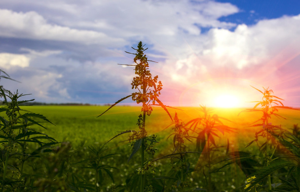  campo con cannabis. marijuana cespuglio al tramonto
 - Foto, immagini