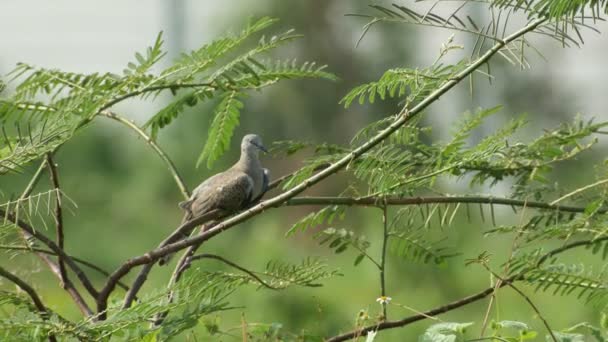 Плямистий голуб відпочиває на дереві
 - Кадри, відео