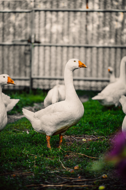 Geese in a village walk on the lawn - Foto, Imagen